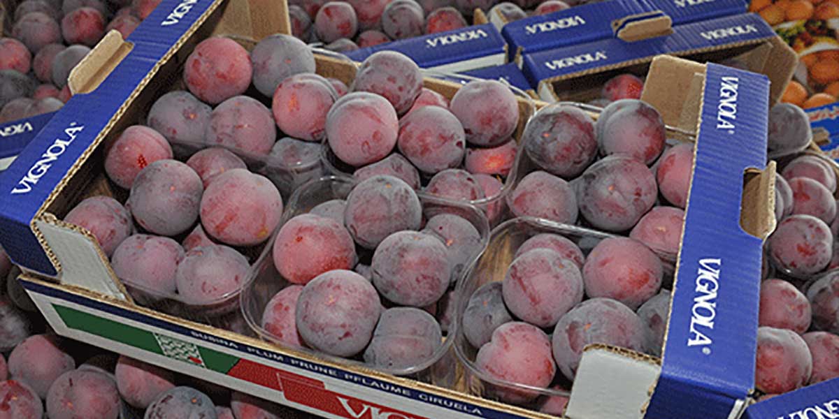 Vignola, anche per le susine si lavora con il bilancino